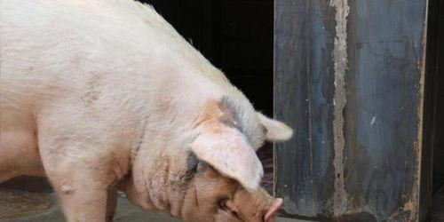 印尼猪瘟最新爆料视频,视频揭示严峻形势与应对挑战